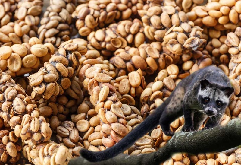 The Science Behind Poop Coffee: Does Kopi Luwak Live Up to the Hype?