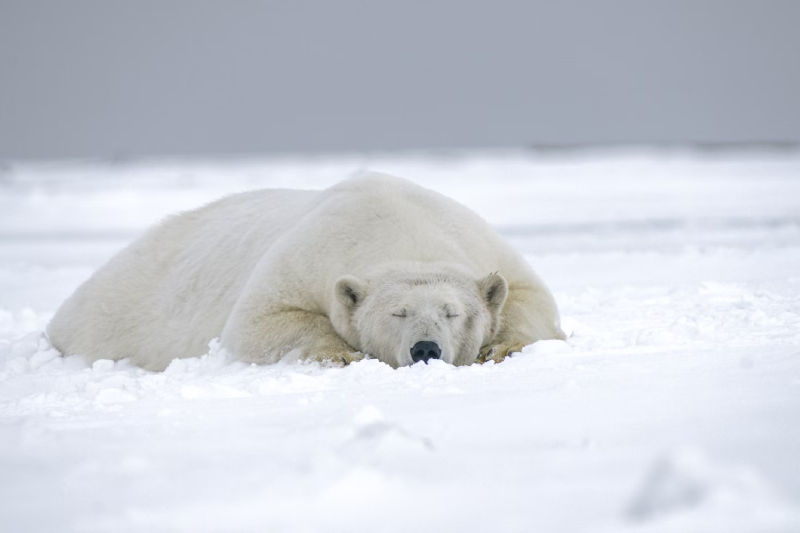 Habitat Loss and Noise Pollution: The Threat of Willow Project to Alaskan Wildlife