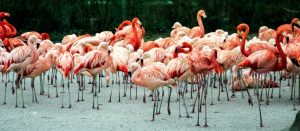 What Do Flamingos Eat: Shrimp or Something Else?