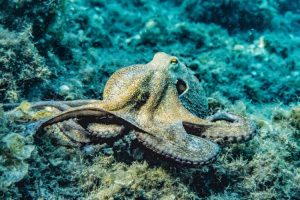 What Does an Octopus Eat? A Look at Their Favorite Food
