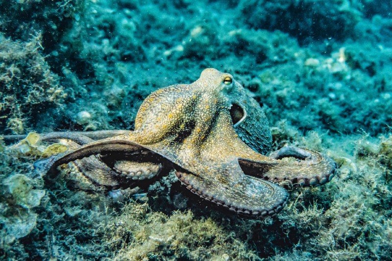 What Does an Octopus Eat? A Look at Their Favorite Food